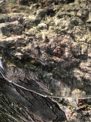 Reticulitermes flavipes