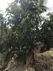 Eucalyptus rossii