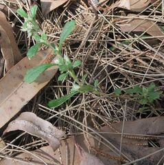 Xanthosia tridentata