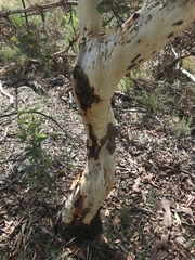 Eucalyptus rossii