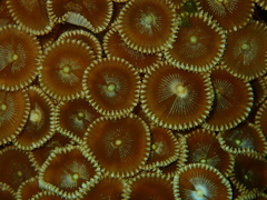 Palythoa heliodiscus