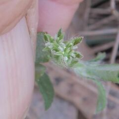 Xanthosia tridentata
