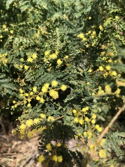 Acacia pubescens