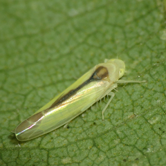 Edwardsiana commissuralis