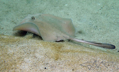 Trygonoptera testacea