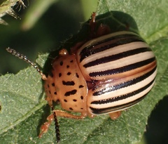 Leptinotarsa juncta