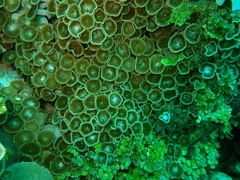 Palythoa heliodiscus