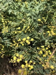 Acacia pubescens