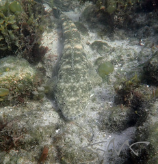 Platycephalus fuscus