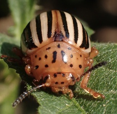 Leptinotarsa juncta
