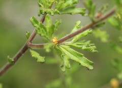 Prostanthera cryptandroides euphrasioides