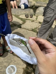 Anax parthenope julius