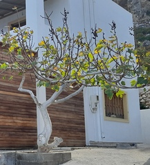 Ficus carica carica