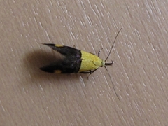 Oecophora bractella