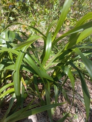 Dianella congesta