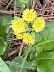 Youngia