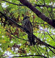 Hypsipetes amaurotis