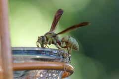Polistes aurifer