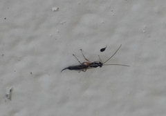 Clistopyga recurva