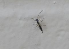 Clistopyga recurva