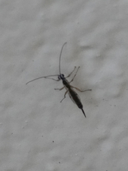 Clistopyga recurva