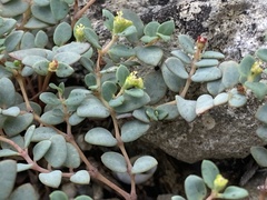 Euphorbia fendleri