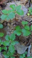 Polygaloides paucifolia