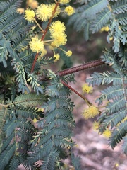 Acacia pubescens