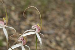 Caladenia longicauda