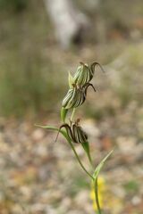Pterostylis recurva