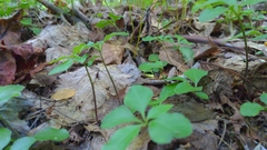 Polygaloides paucifolia