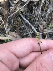 Genoplesium clivicola