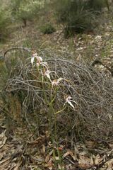 Caladenia longicauda