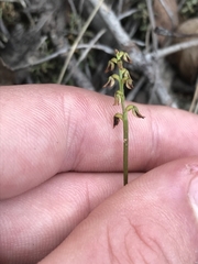 Genoplesium clivicola