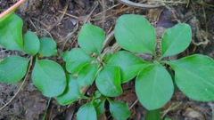 Polygaloides paucifolia