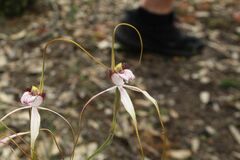 Caladenia longicauda