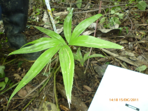 Zamia melanorrhachis