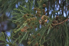Cryptomeria