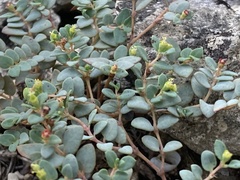 Euphorbia fendleri