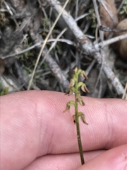 Genoplesium clivicola