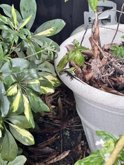 Anolis sagrei