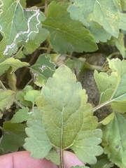 Brickellia grandiflora