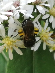 Colletes compactus compactus
