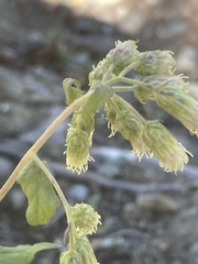 Brickellia grandiflora