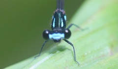 Nososticta mouldsi