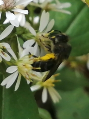 Colletes compactus compactus