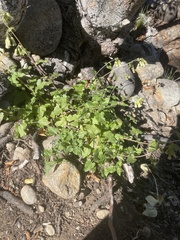 Brickellia grandiflora
