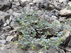Euphorbia fendleri