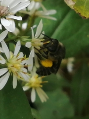 Colletes compactus compactus