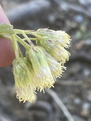Brickellia grandiflora